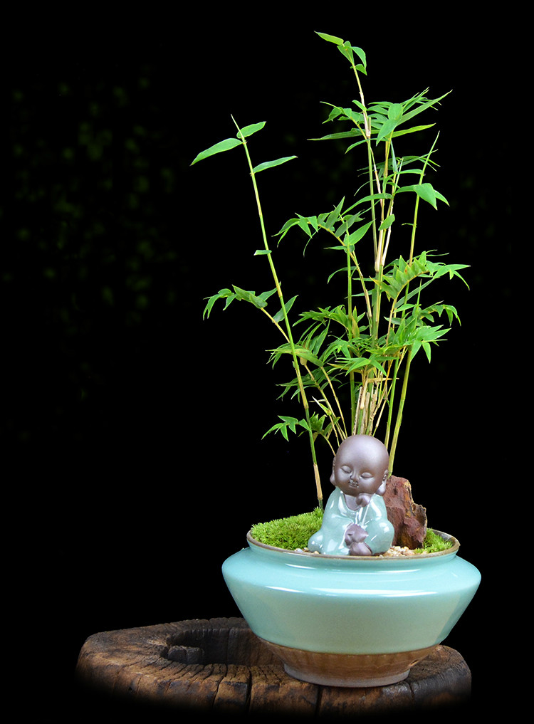 米竹雅致盆景，四季常青竹韻盆景圖片
