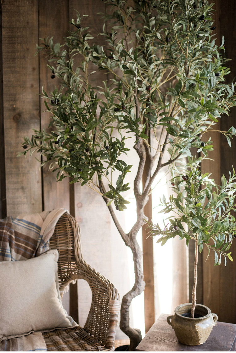 百搭橄欖樹(shù)盆景，高貴祥和橄欖盆景圖片