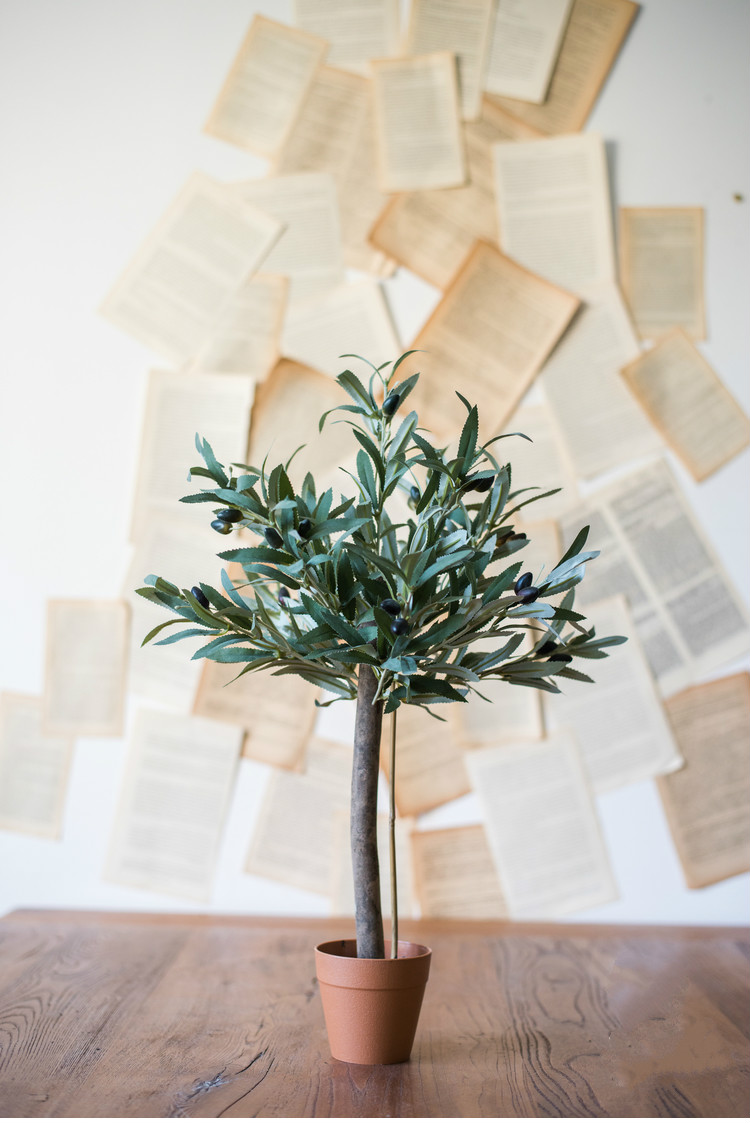 百搭橄欖樹(shù)盆景，高貴祥和橄欖盆景圖片