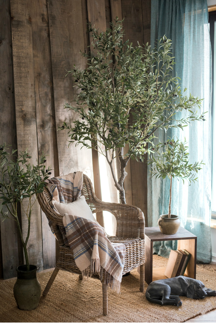 百搭橄欖樹(shù)盆景，高貴祥和橄欖盆景圖片