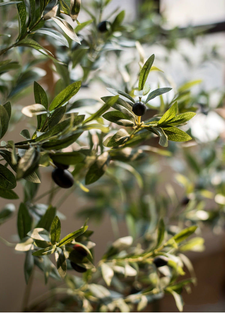 百搭橄欖樹(shù)盆景，高貴祥和橄欖盆景圖片