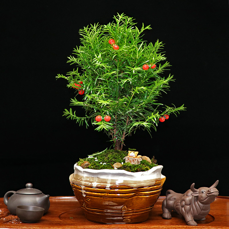 秀麗可愛(ài)紅豆杉盆景，四季如春紅豆杉盆景圖片