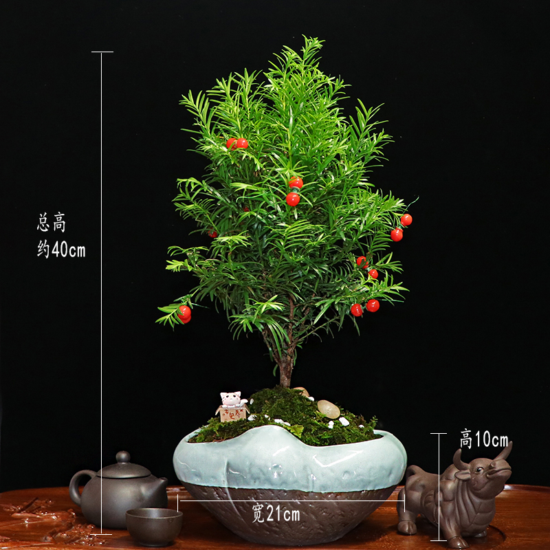 秀麗可愛(ài)紅豆杉盆景，四季如春紅豆杉盆景圖片