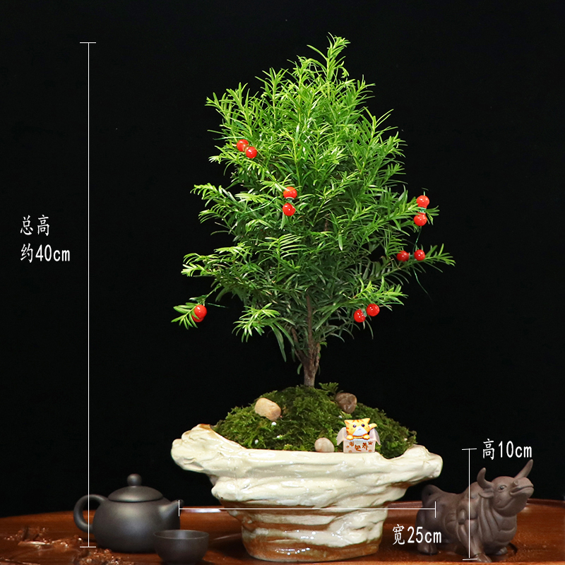 秀麗可愛(ài)紅豆杉盆景，四季如春紅豆杉盆景圖片