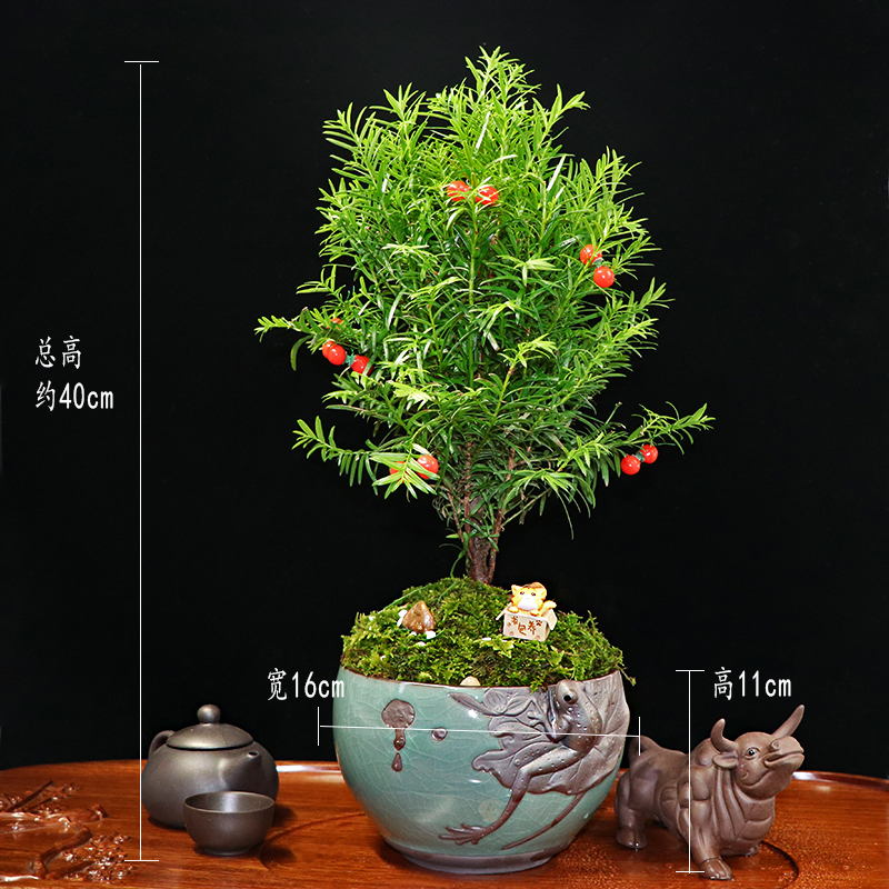 秀麗可愛(ài)紅豆杉盆景，四季如春紅豆杉盆景圖片