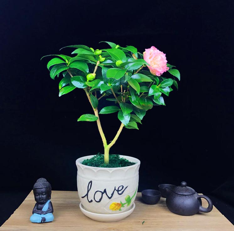 山茶花盆景，繽紛艷麗山茶花盆景圖片