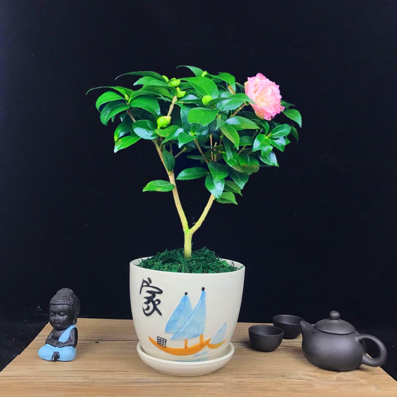 山茶花盆景，繽紛艷麗山茶花盆景圖片