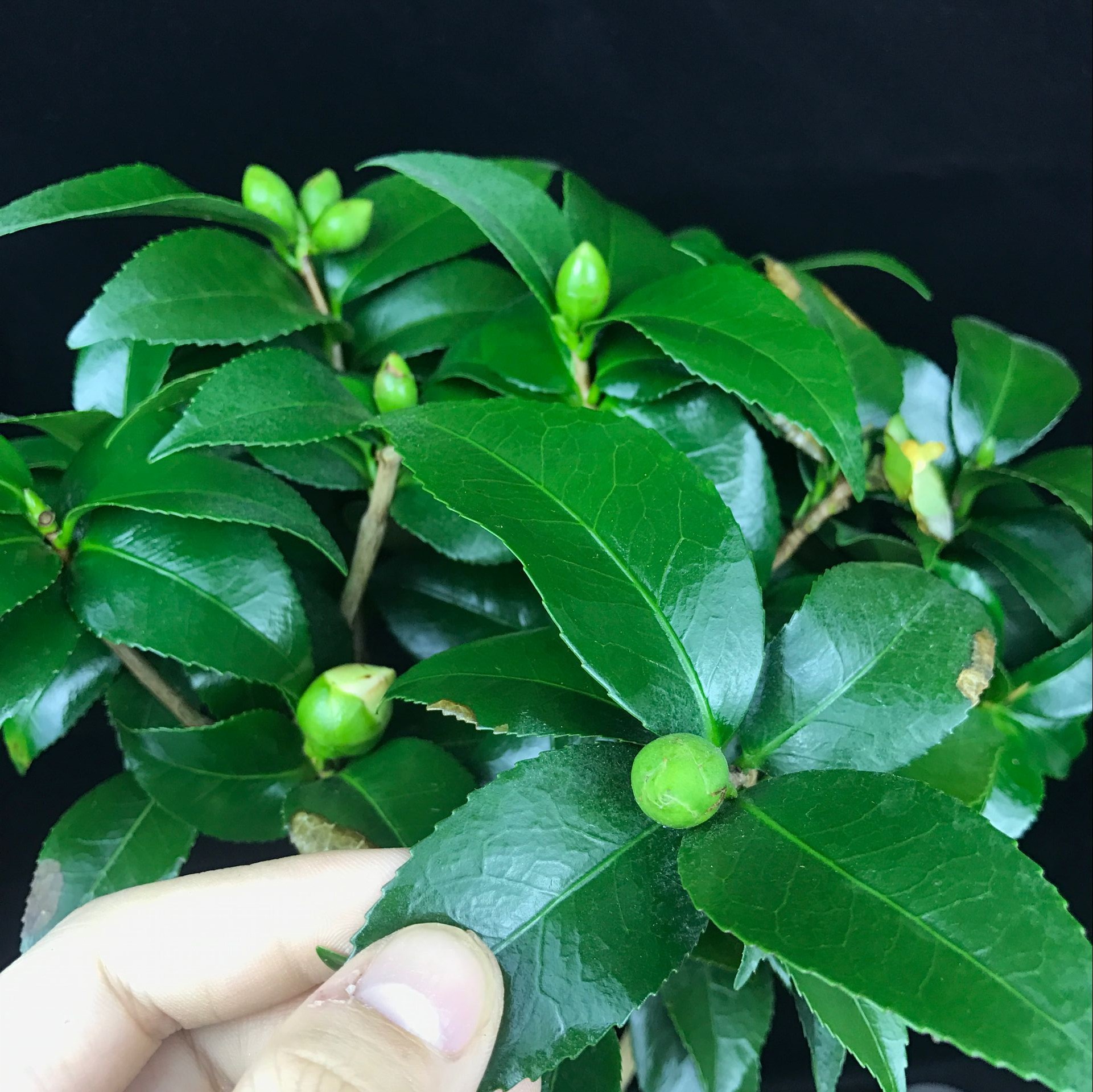 山茶花盆景，繽紛艷麗山茶花盆景圖片