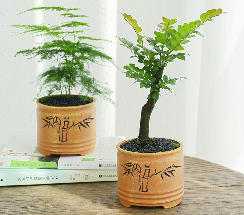 小葉紫檀盆景，黑骨茶樣式盆景圖片