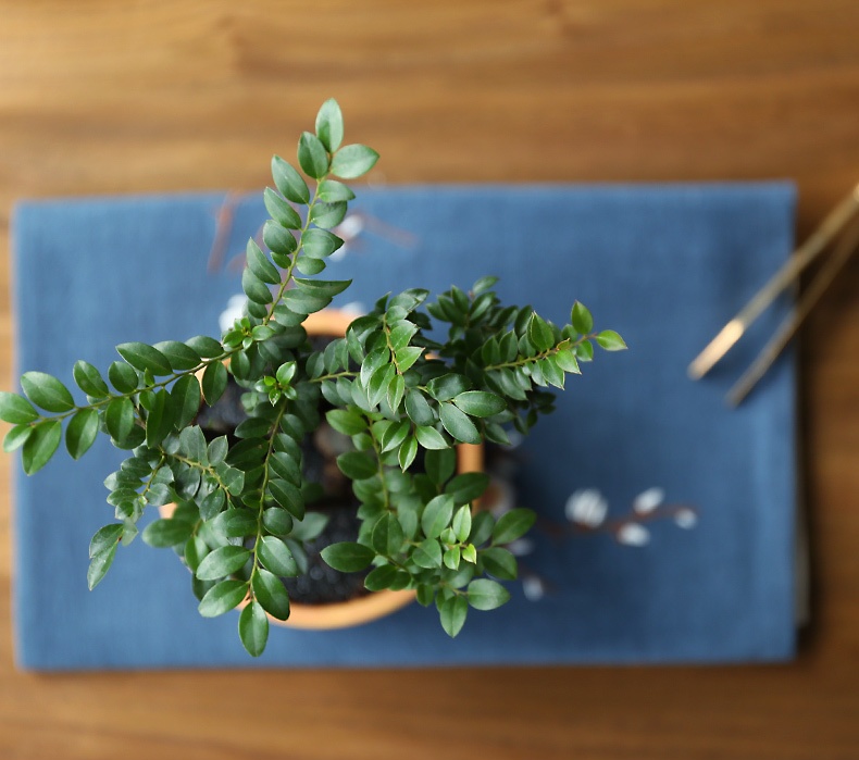 小葉紫檀盆景，黑骨茶樣式盆景圖片