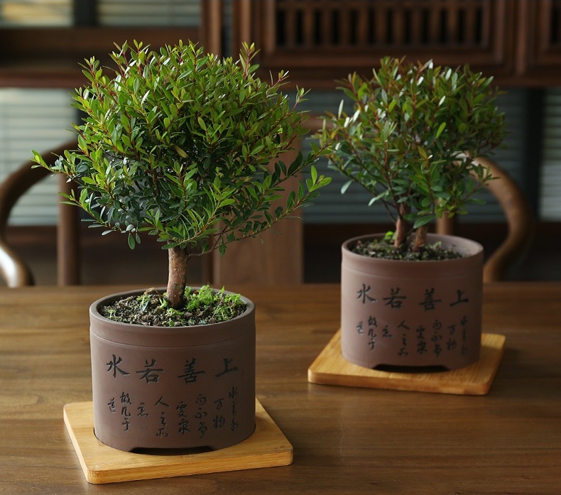 小葉紫檀盆景，黑骨茶樣式盆景圖片