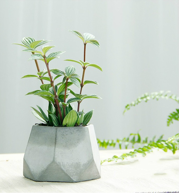 簡約水泥盆景，創(chuàng)意時尚盆景圖片