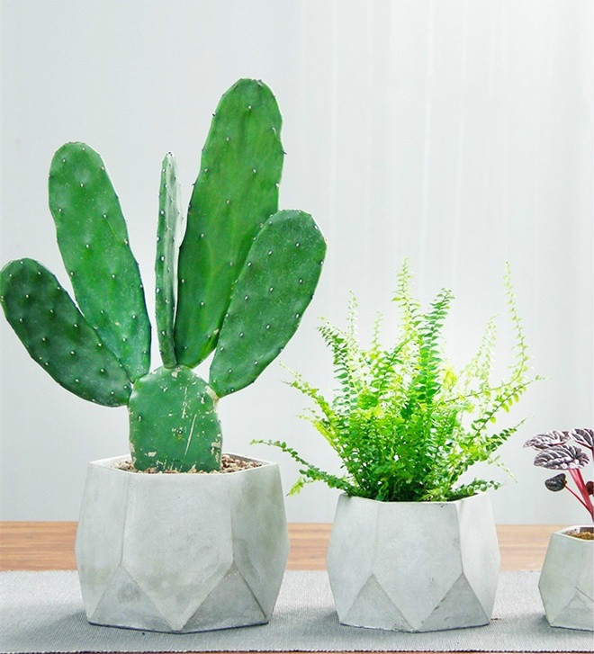 簡約水泥盆景，創(chuàng)意時尚盆景圖片