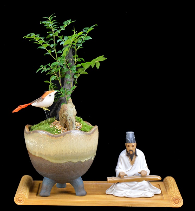 樹樁花卉盆景，紫砂海螺盆景圖片