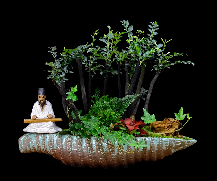 樹樁花卉盆景，紫砂海螺盆景圖片