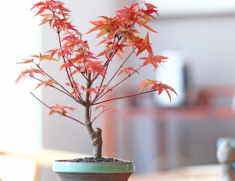 紅楓樹盆景，簡約美觀盆景圖片