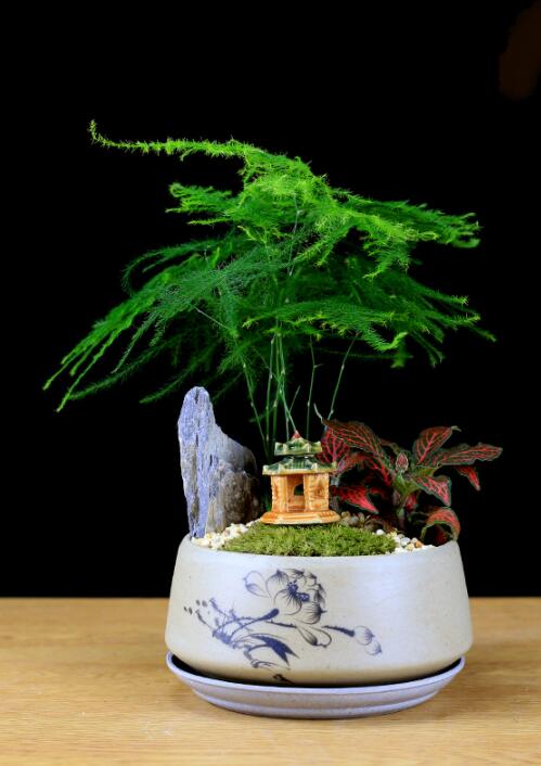 福祿桐文竹盆景，綠植苔蘚微景觀禪意盆景