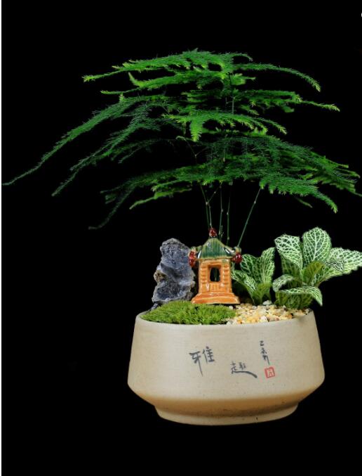 福祿桐文竹盆景，綠植苔蘚微景觀禪意盆景