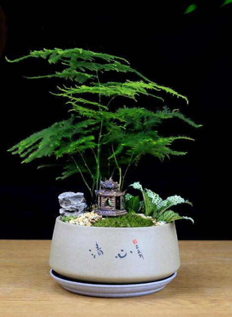 福祿桐文竹盆景，綠植苔蘚微景觀禪意盆景