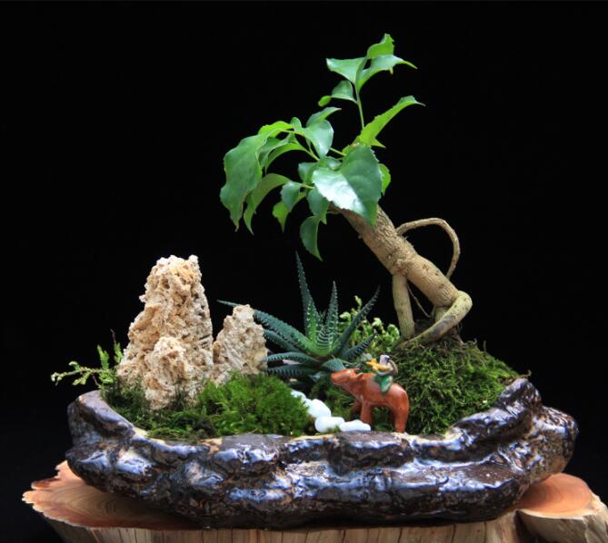 高檔水石藝術(shù)組合，綠植微景觀旱盆盆景