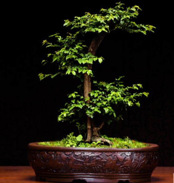 五款福連文苑陶瓷室內(nèi)盆景