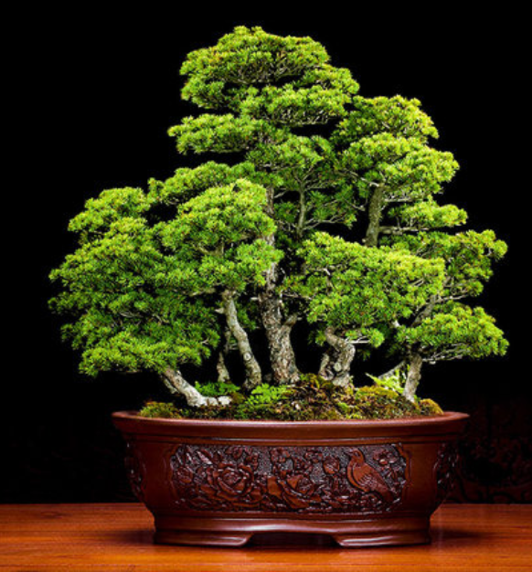 五款福連文苑陶瓷室內(nèi)盆景