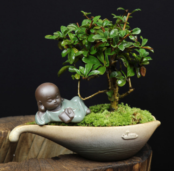 小葉福建茶樹(shù)樁盆景，室內(nèi)綠植藝術(shù)造型盆景