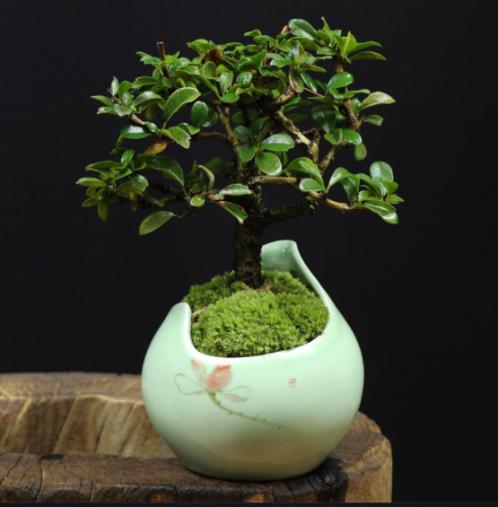 小葉福建茶樹(shù)樁盆景，室內(nèi)綠植藝術(shù)造型盆景