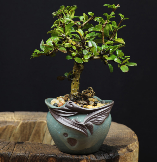 小葉福建茶樹(shù)樁盆景，室內(nèi)綠植藝術(shù)造型盆景