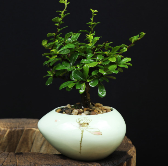 小葉福建茶樹(shù)樁盆景，室內(nèi)綠植藝術(shù)造型盆景