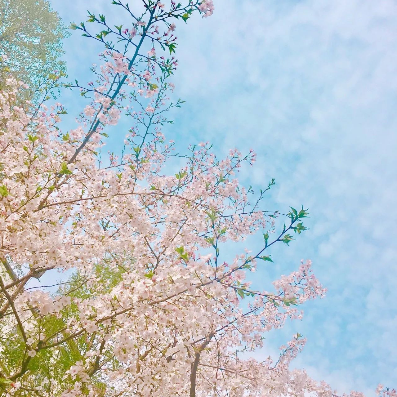 清明小長假，去這9個(gè)絕美的地方踏青