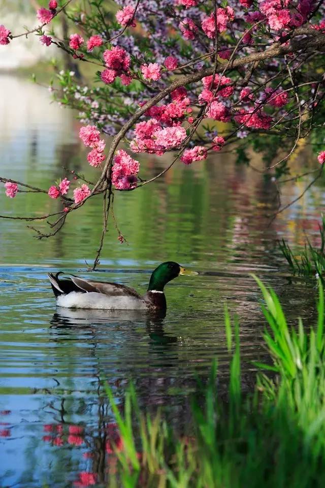 清明小長(zhǎng)假，去這9個(gè)絕美的地方踏青