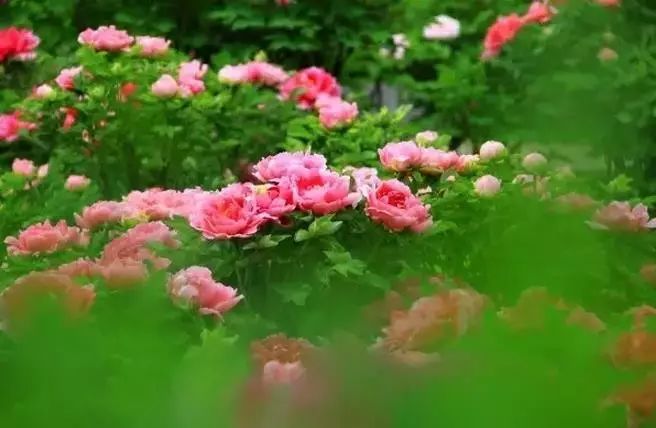 清明小長(zhǎng)假，去這9個(gè)絕美的地方踏青