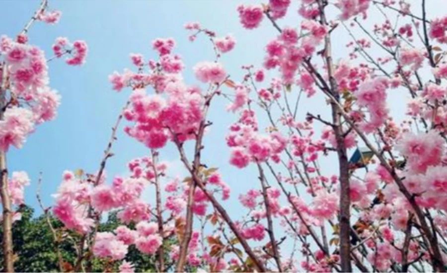 不負時光，不負己，趁著春光去踏青！