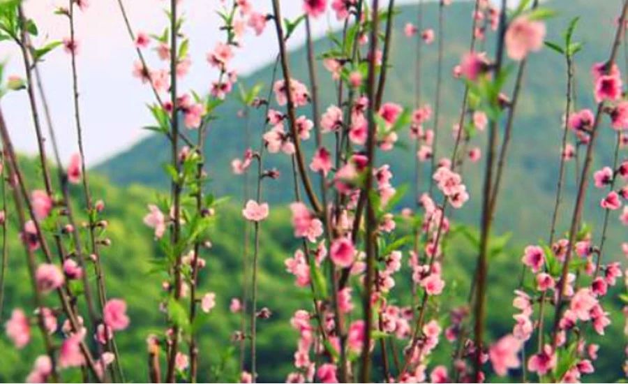 不負時光，不負己，趁著春光去踏青！