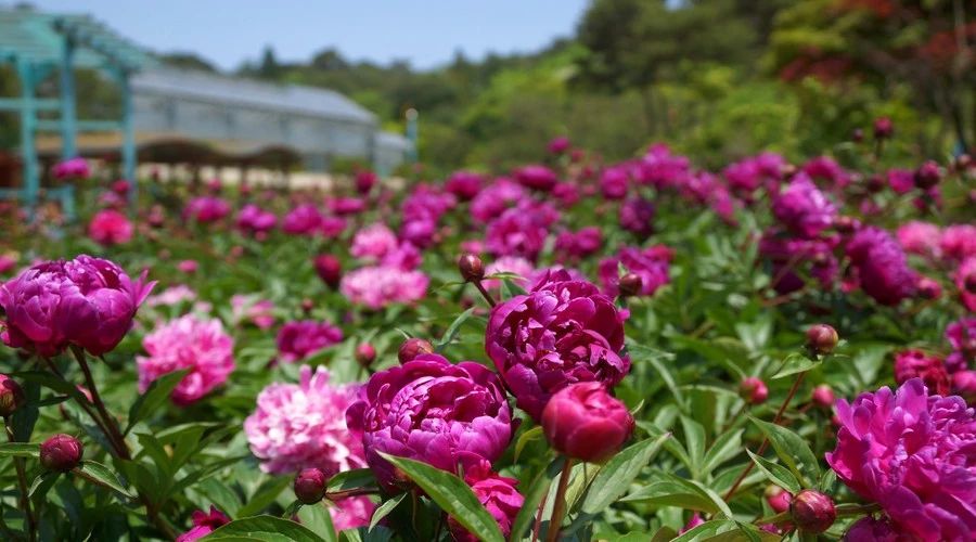 最美人間四月，詩(shī)情畫(huà)意不可錯(cuò)失的風(fēng)景推薦