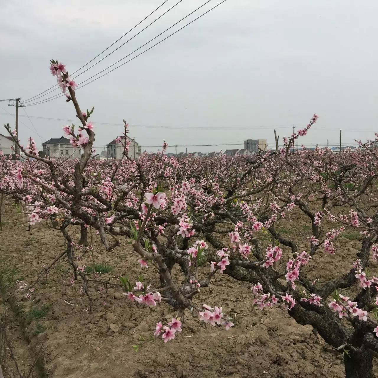 古鎮(zhèn)之外的新場，或許更有新意