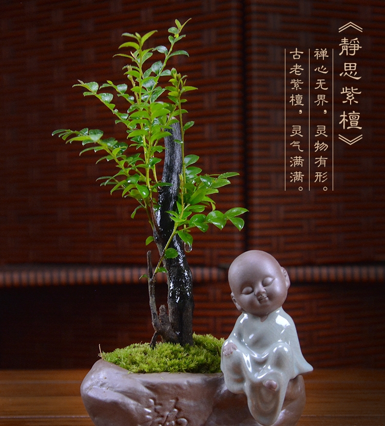 四季常青盆景，鎮(zhèn)宅紫檀盆景圖片