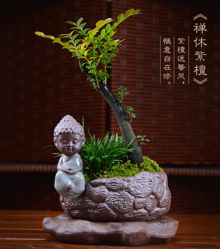 四季常青盆景，鎮(zhèn)宅紫檀盆景圖片