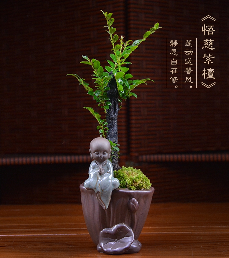 四季常青盆景，鎮(zhèn)宅紫檀盆景圖片