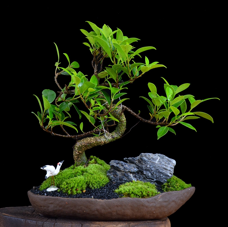 四季常青綠葉盆景圖片，精致的小葉榕樹盆景