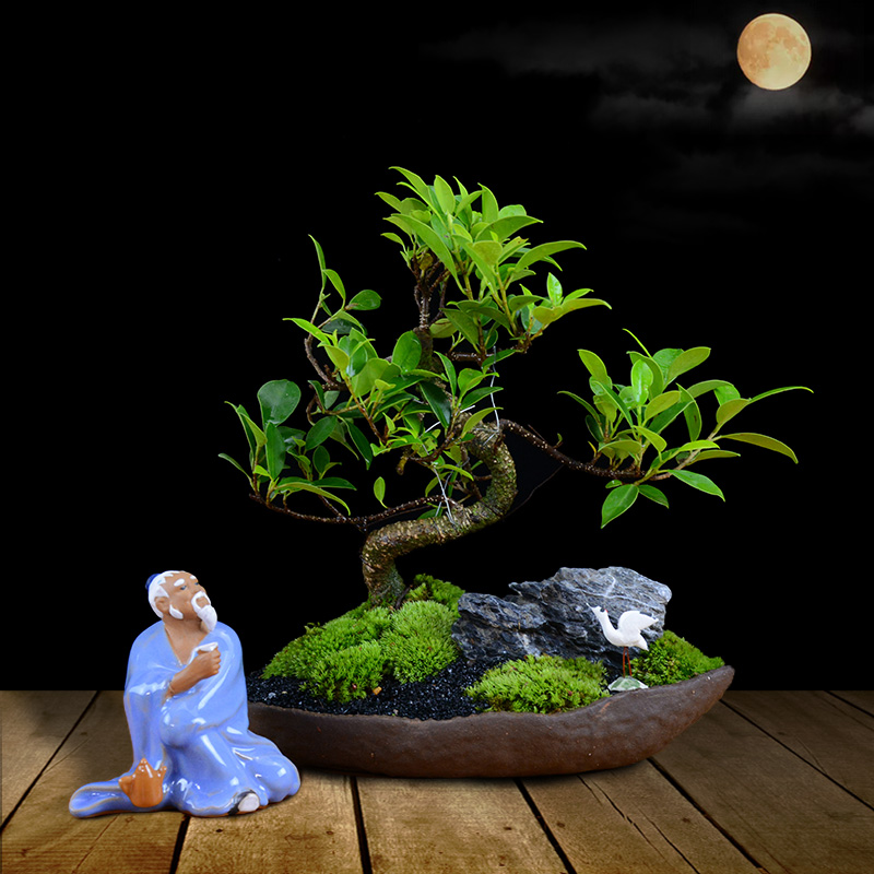 四季常青綠葉盆景圖片，精致的小葉榕樹盆景