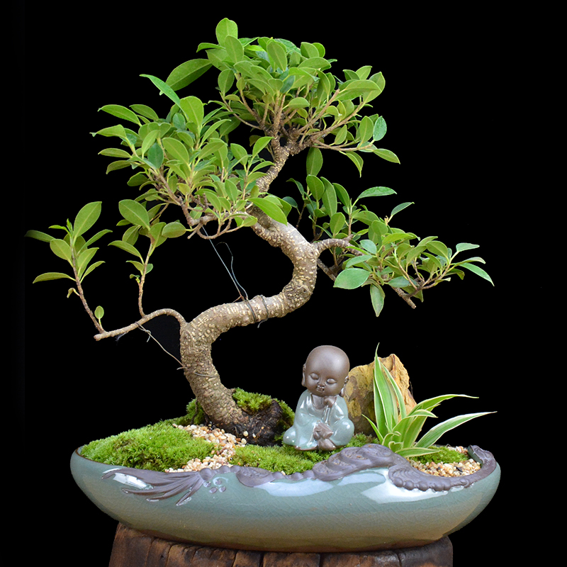 四季常青綠葉盆景圖片，精致的小葉榕樹盆景