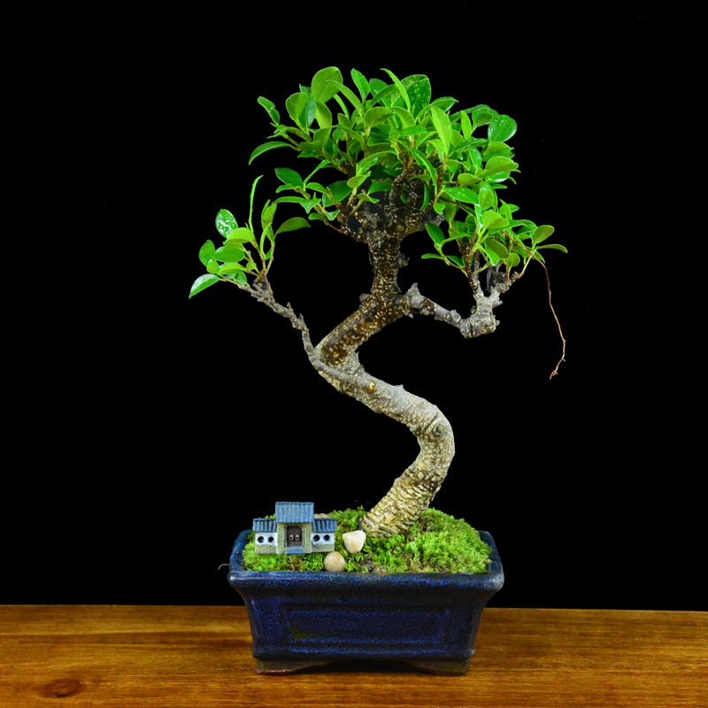 四季常青綠葉盆景圖片，精致的小葉榕樹盆景