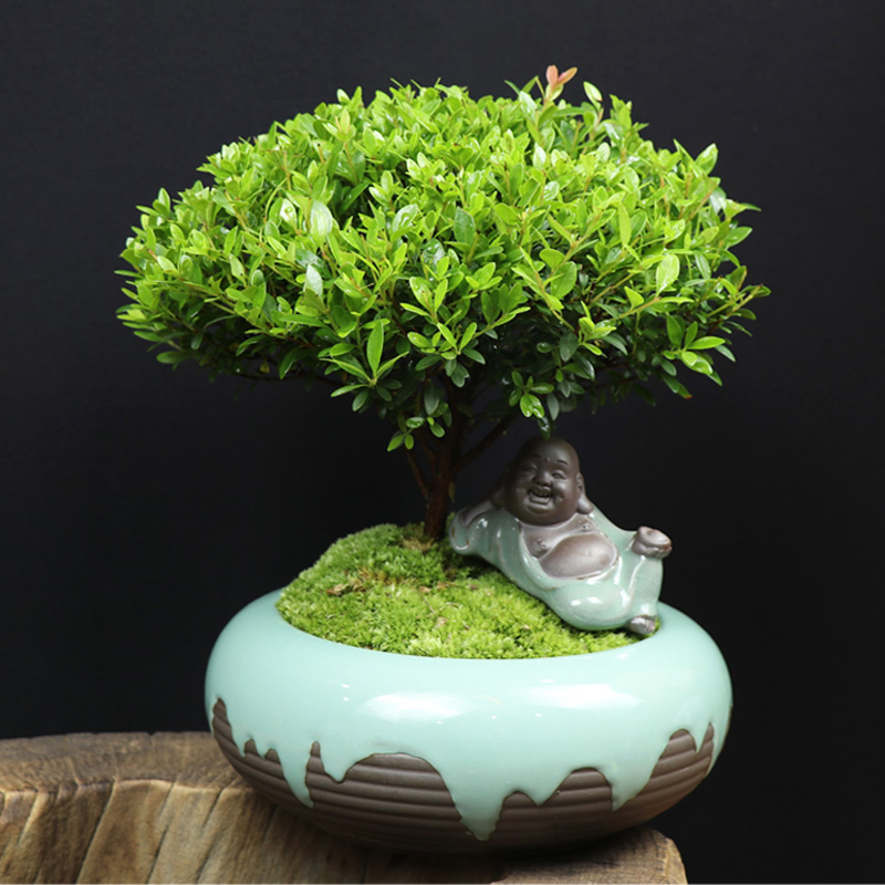 耐寒常青盆景圖片，禪意小葉赤楠盆景