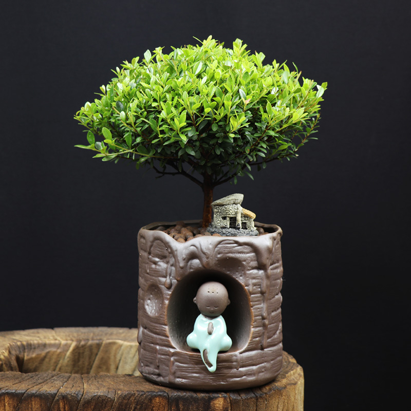 耐寒常青盆景圖片，禪意小葉赤楠盆景