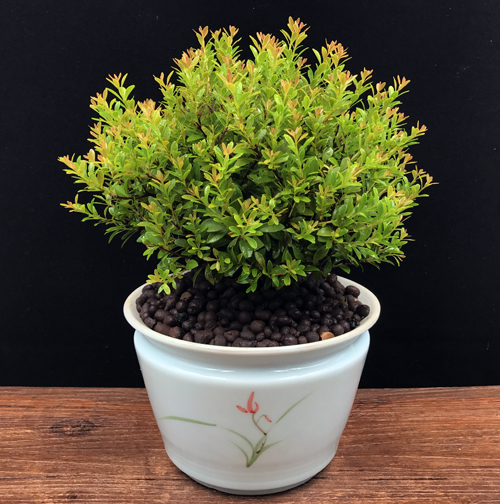 耐寒常青盆景圖片，禪意小葉赤楠盆景