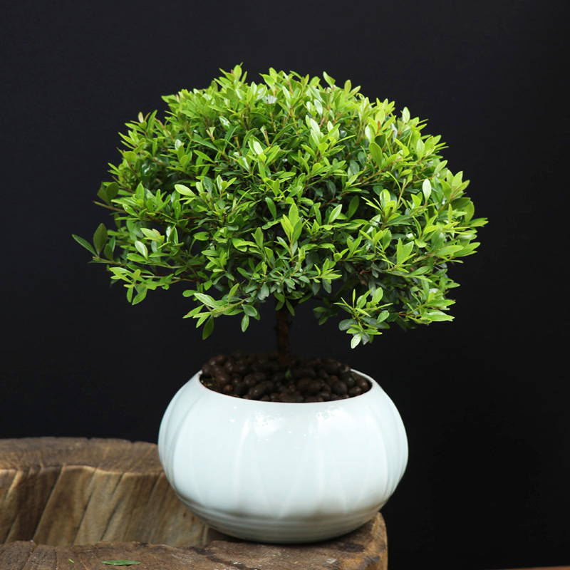 耐寒常青盆景圖片，禪意小葉赤楠盆景