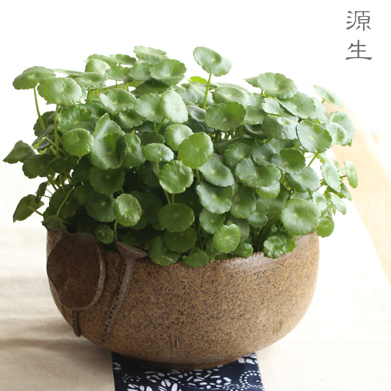 日式陶瓷水盂，可用作茶洗筆洗