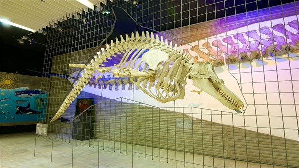 德國(guó)最大的自然博物館，德國(guó)森根堡自然博物館